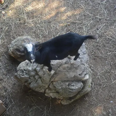 Vakantieboerderij Kasparbauer